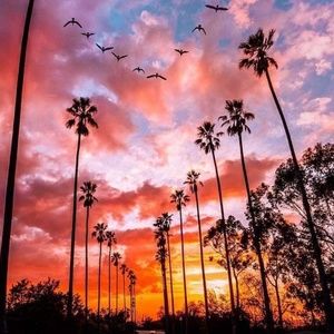 Meet your Posher, Peyton